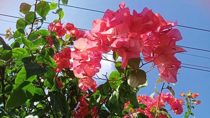 Paper flowers or bougainvillea