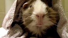 Pet Interviews - Guinea Pig (teaser)
