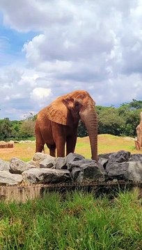 Gentle Giants: Majestic Elephants in their Natural Habitat