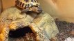 Tortoise Struggles to Climb Down Rock