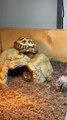 Tortoise Struggles to Climb Down Rock