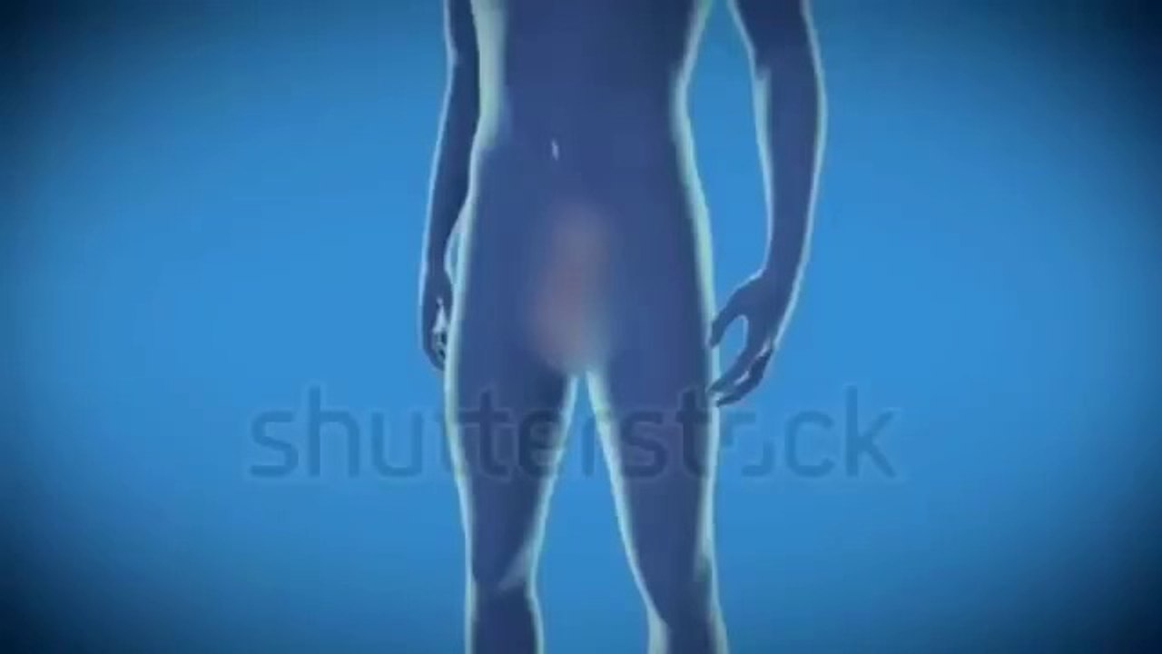 Human reproduction system.