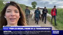 En Haute-Garonne, l'heure est à la transhumance pour les brebis