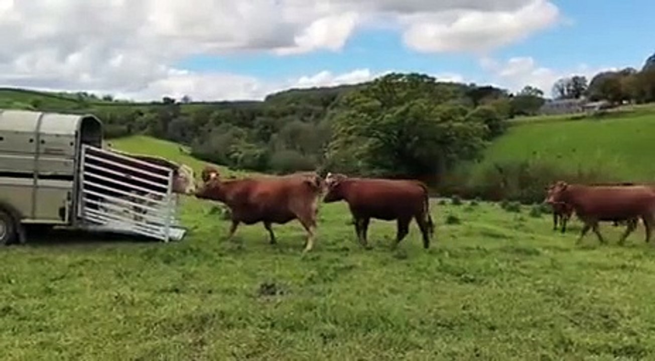Samson, a breeding bull for hire, is greeted by a pasture full of cows