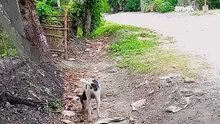 Aso