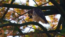 Red-Tailed Hawk Scratching