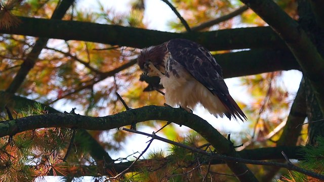 Red-Tailed Hawk Scratching