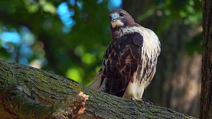 Red-Tailed Hawk-Grooming