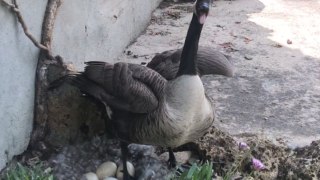 Super defensive male goose wants no cameras near his family