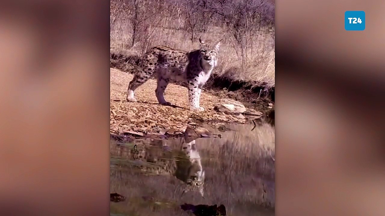 Ormanın hayaleti vaşak ve sudaki izi