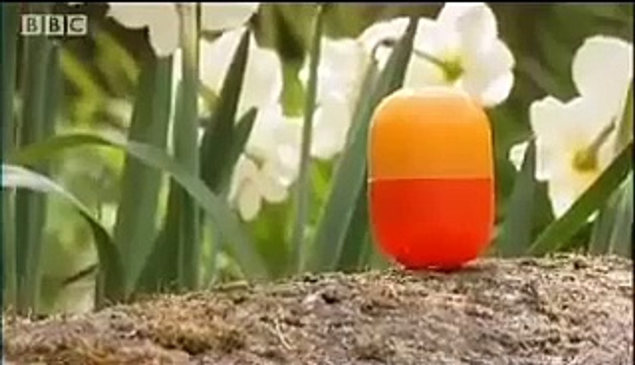 Kargalara yapılan zeka testi