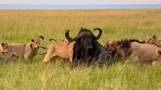 Moment Buffalo is hunted and killed by huge lion pack