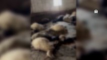 Ahırda havasız kalan küçükbaş hayvanlar telef oldu