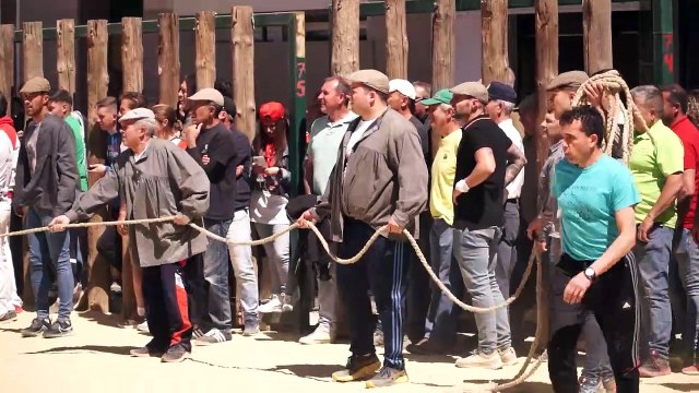 Beas de Segura aspira a reconocer los 'toros ensogaos' de Fiesta de Interés Turístico Nacional