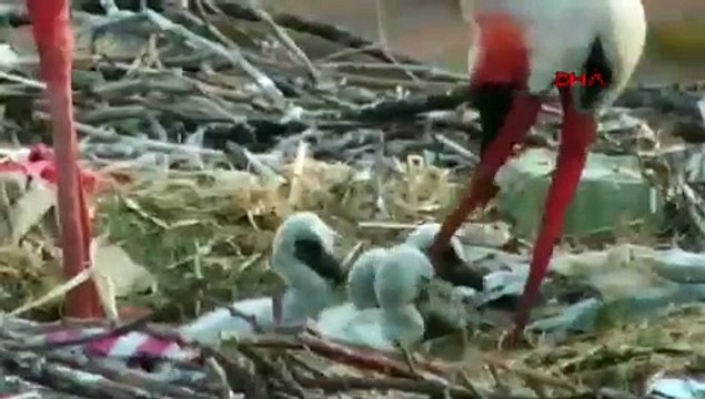 Yaren leylek ile eşi Nazlı’nın dört yavrusu oldu