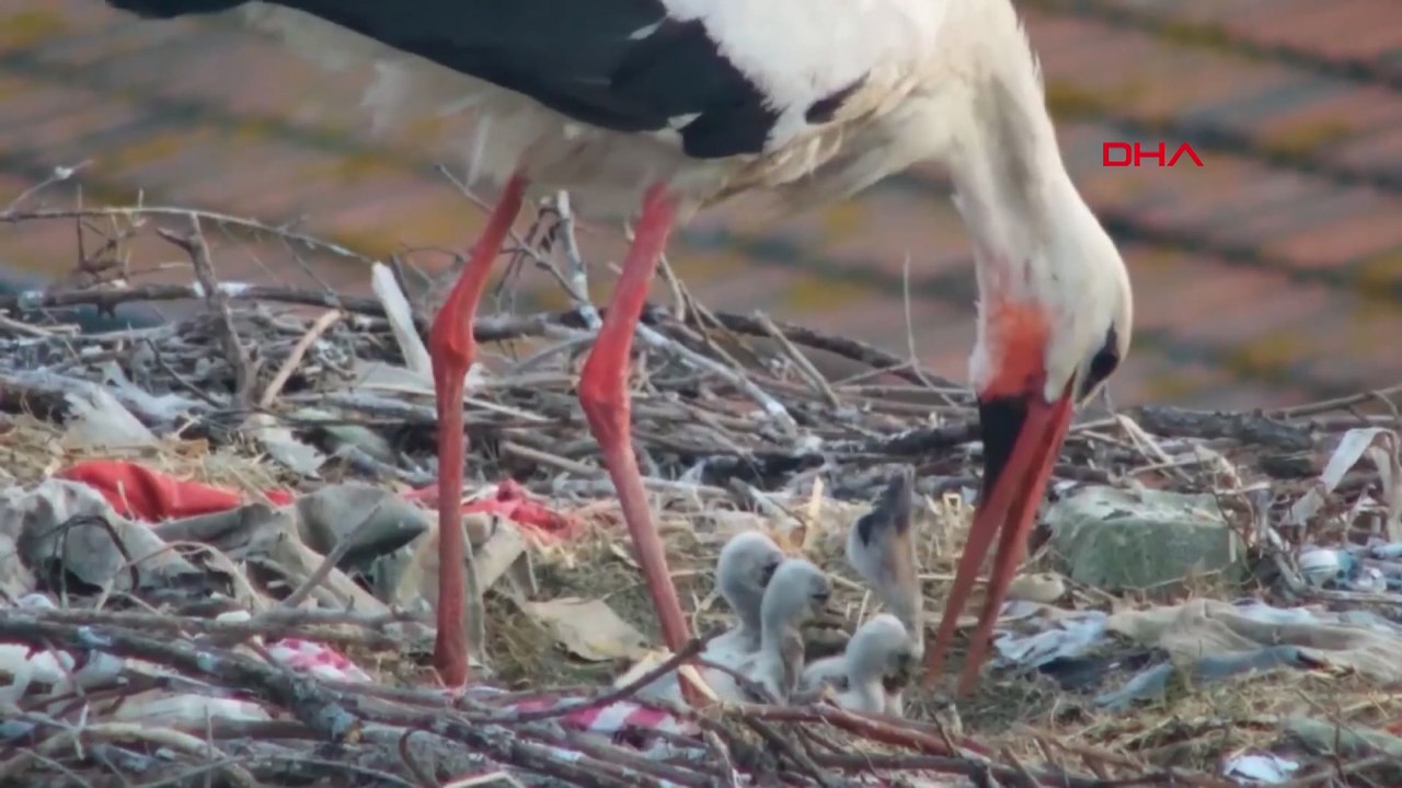 Yaren leylek ile eşi Nazlı’nın 4 yavrusu oldu