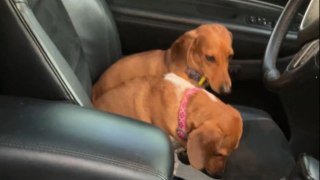 Dogs devour half a pound of turkey left unattended in the car