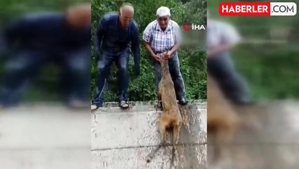 Sulama kanalına düşen karacayı boğulmaktan kurtardı