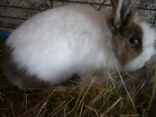 Nougat et ses bébés