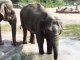 Elephants du zoo d'Amiens qui se rafraichissent