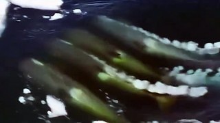 Katil balinalardan akıl almaz teknik! Fok balıklarını yakalamak için bakın ne yaptılar
