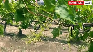 Denizli'de dolu yağışı üzüm bağlarını vurdu