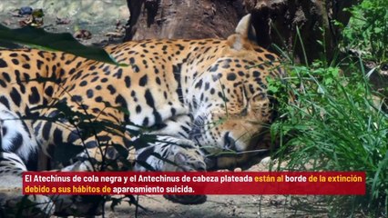 Animales recién descubiertos, al borde de la extinción por sus hábitos de apareamiento