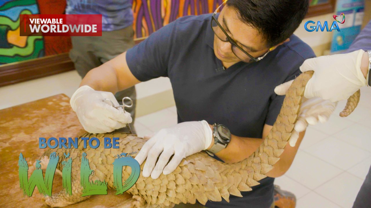 Isang pangolin na nadamay sa isang grassfire sa Palawan, makaligtas kaya? | Born to be Wild