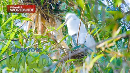 ‘Siblicide’ o pagpapatay sa mahinang kapatid, ginagawa ng mga ibon?! | Born to be Wild