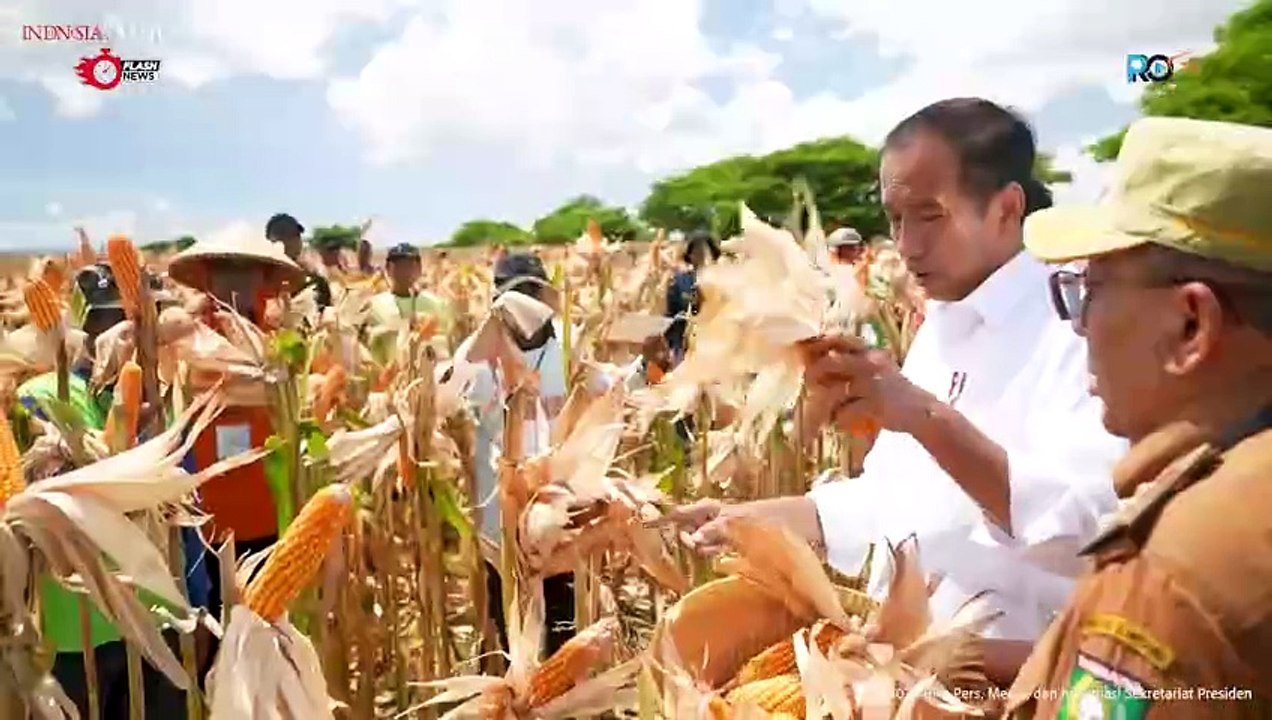 Presiden Jokowi Tinjau Panen Jagung di Sumbawa Tekankan keseimbangan harga