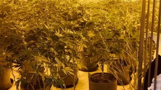 Moment police uncover £150k cannabis farm hidden in Doncaster
