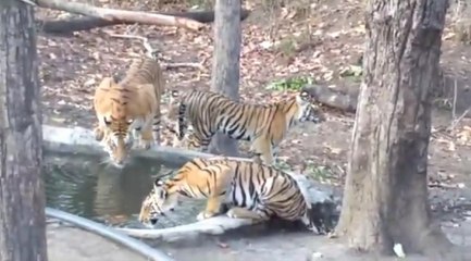 कृत्रिम जलस्रोत में अटखेलियां करते बाघिन व शावक