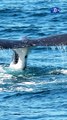 Reconocen a las ballenas como personas jurídicas | La buena noticia