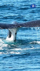 Reconocen a las ballenas como personas jurídicas | La buena noticia