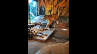 Une vie de couple de tigres... même problèmes que nous