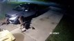 2 chiens démontent une voiture pour attraper un chat caché dans le moteur
