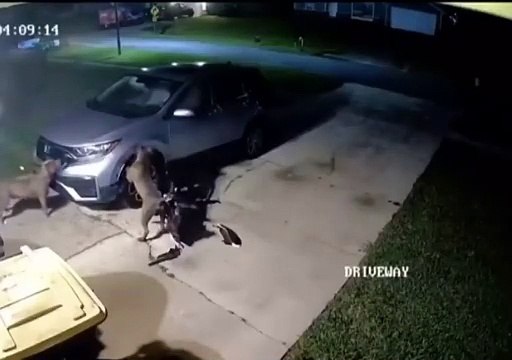 2 chiens démontent une voiture pour attraper un chat caché dans le moteur