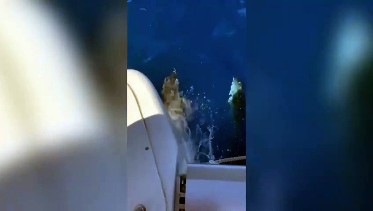Palmarola, la danza dei delfini che scortano il catamarano