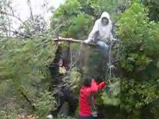 attention chutte d'arbre !!!!