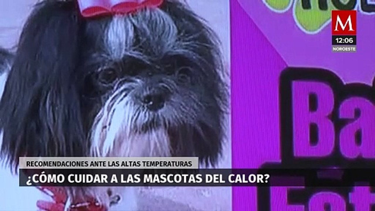 ¿Qué cuidados darle a mascotas ante altas temperaturas?