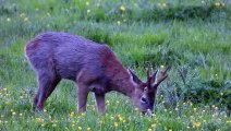 Roe Buck 2024-05-05