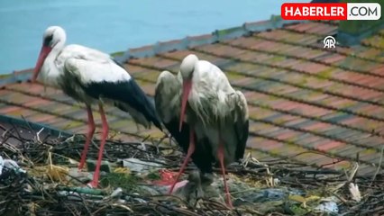 13 yıldan beri Bursa'ya uğrayan Yaren leylek ile eşinin 4 yavrusu oldu