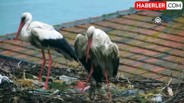 13 yıldan beri Bursa'ya uğrayan Yaren leylek ile eşinin 4 yavrusu oldu