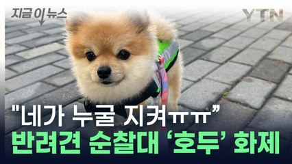 "작지만 용감한 포메라니안"…SNS 난리난 반려견 순찰대 '호두' [지금이뉴스] / YTN