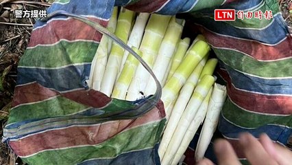 苗栗桂竹筍產季偷採事件頻發！男子因偷採150元桂竹筍被警方拘留 🥢