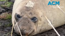 Gawkers urged to give Neil, the famous seal, his space