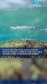 Great Barrier Reef in crisis: scientists despair as corals perish