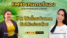 ไม้เลื้อยบังแดด กินได้อร่อยด้วย EP.2 : FM91 เกษตรทำเอง : 5 พฤษภาคม 2567