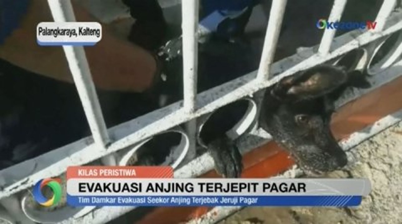 Detik- Detik Petugas Damkar Evakuasi Seekor Anjing Terjepit Pagar di Palangka Raya