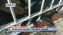 Detik- Detik Petugas Damkar Evakuasi Seekor Anjing Terjepit Pagar di Palangka Raya